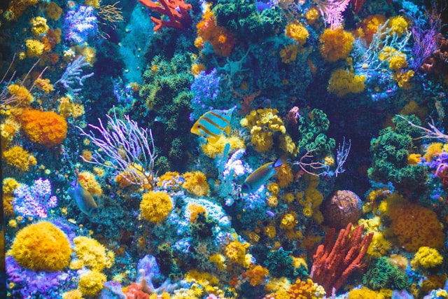 underwater