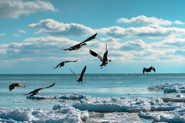 Birds
