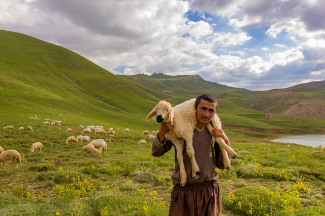 Shepherd and sheep