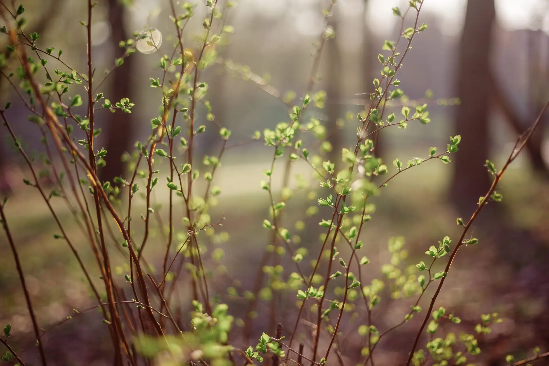 Renewal